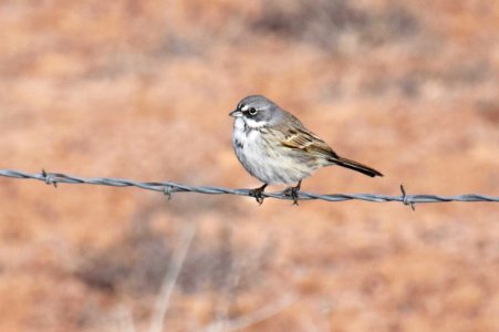 Sagebrush sparrow photo