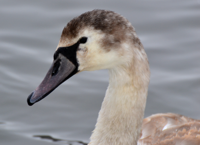 swan2 photo