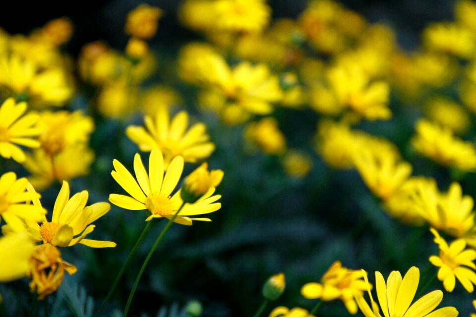 Flower chrysanthemum background