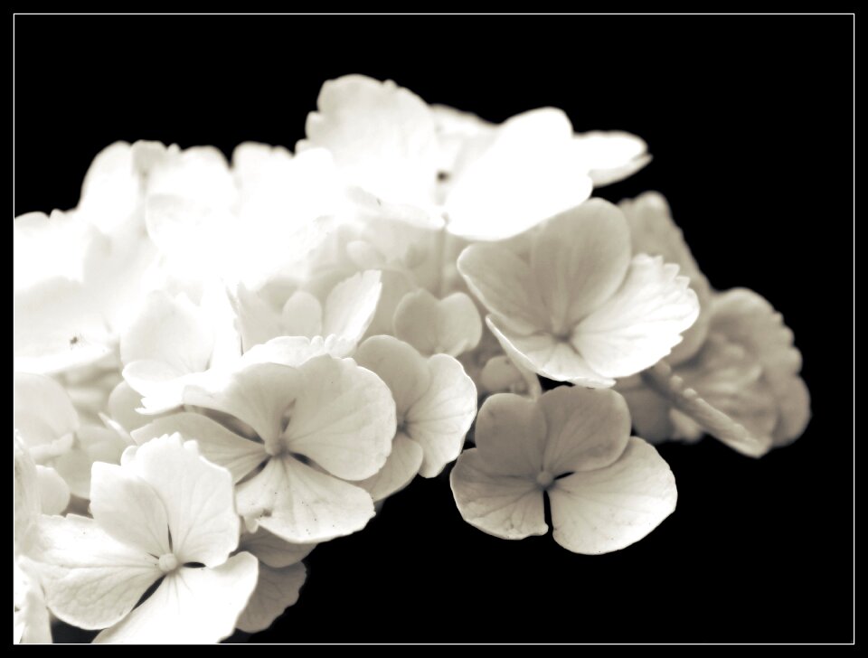 Ornamental shrubs garden nature