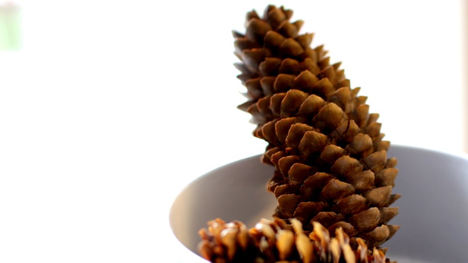 Pinecone