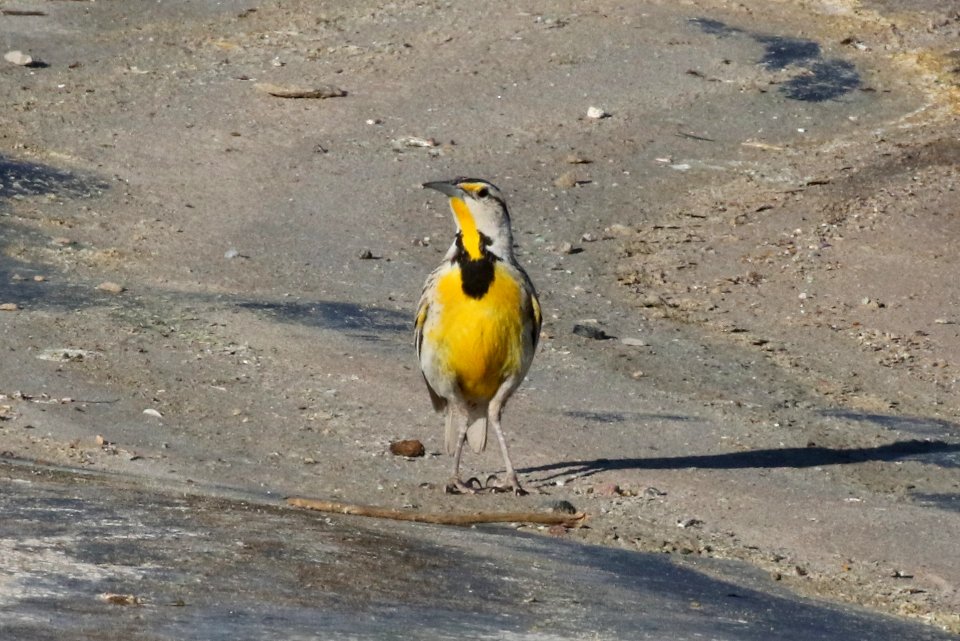 Eastern meadowlark