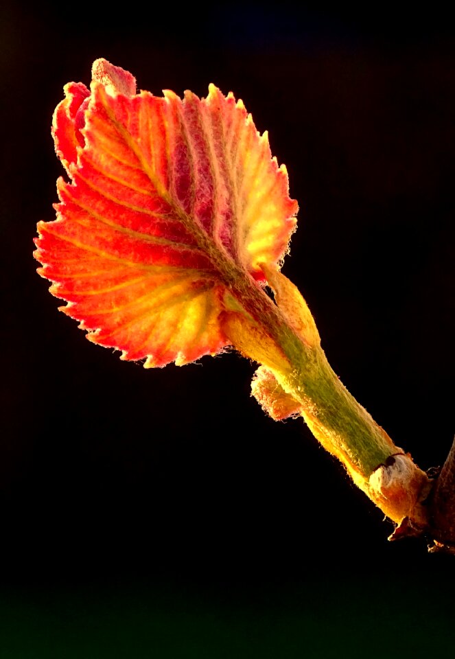 Engine wine plant