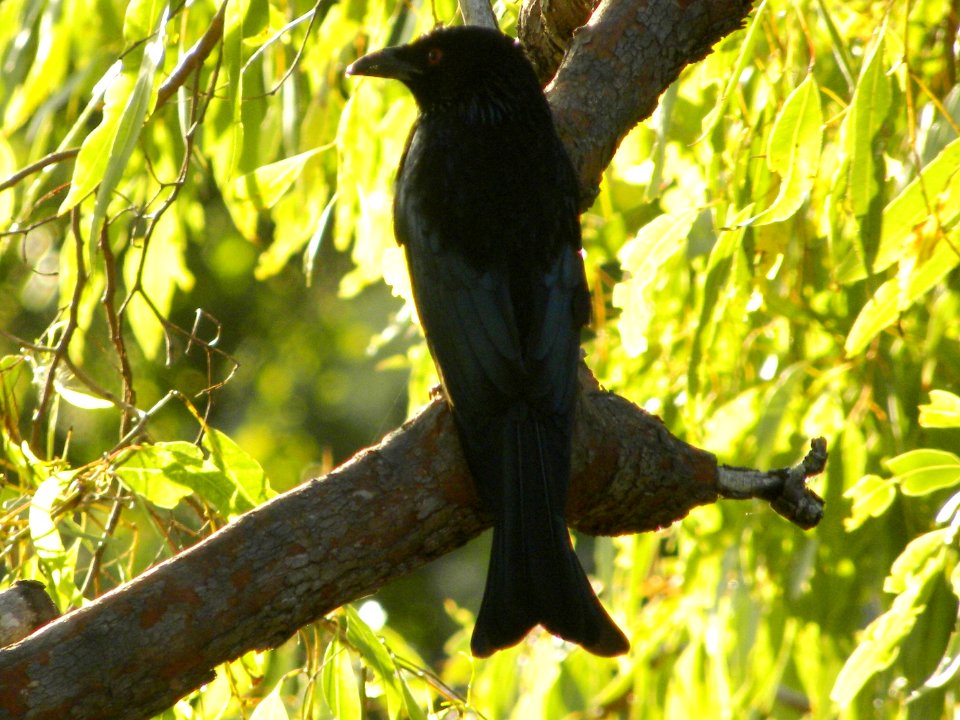 Spangled Drongo (Dicrurus bracteatus) - Free photos on creazilla.com