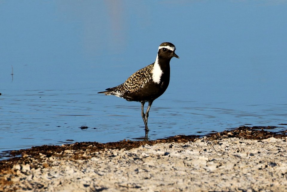 American golden plover
