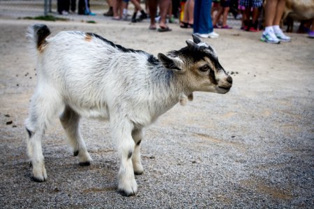 Pygmy Goat