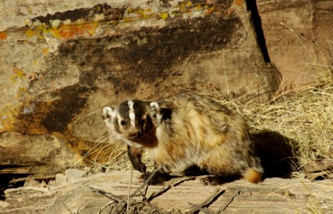 Badger