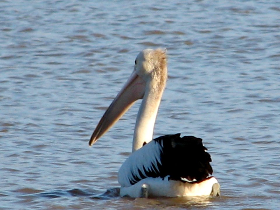 Australian Pelican photo