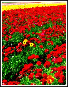 Red, Green, Yellow, Ranniculus Fields of Carlsbad