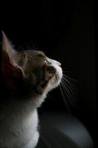 Pet animal i think