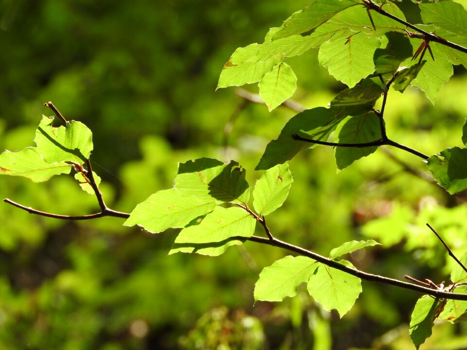 Leaves green foliage
