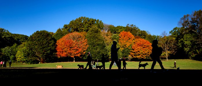 Fall colors in Prospect Park photo