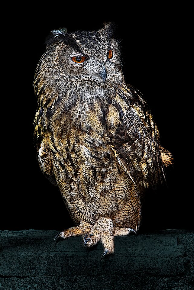Animal feathers wildlife