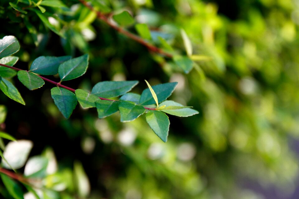 Green background desktop