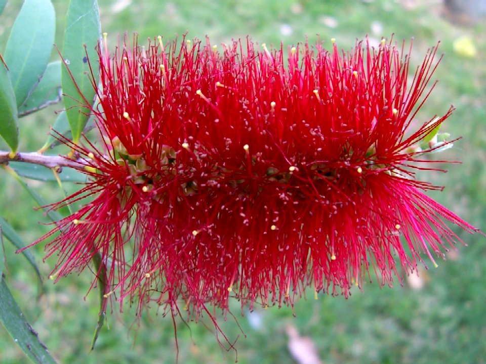 Callistemon at Lake Awoonga