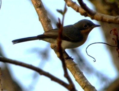 Leaden Flycatcher (myiagra rubecula)