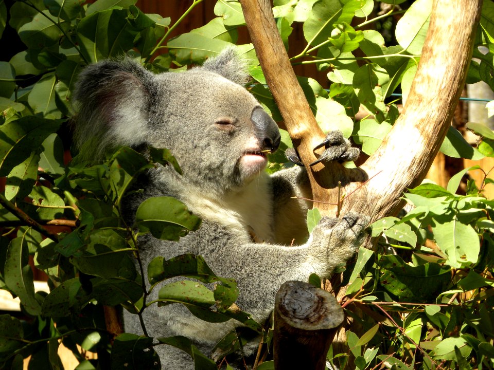 Koala (Phascolarctos cinereus)