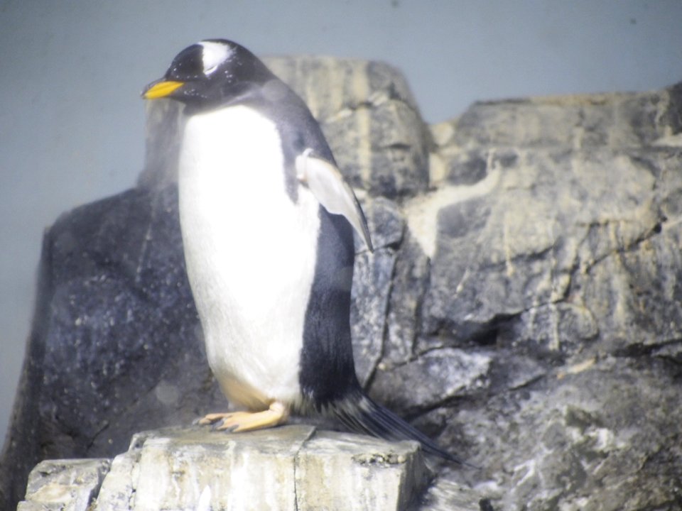 Penguins [4280004]
