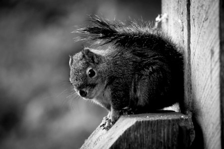 Squirrel photo