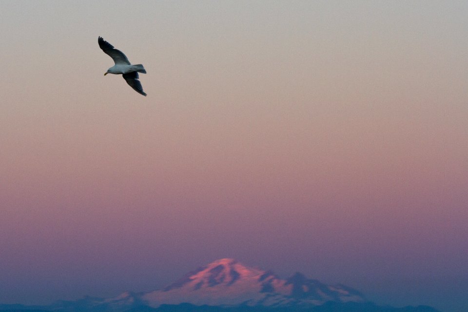 Seagull and Mount Baker