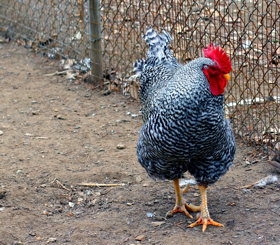 Suson Farms - February