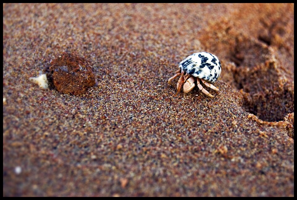 Holiday animal crustaceans