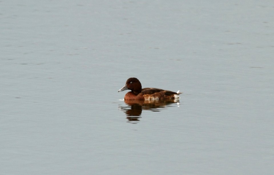 青頭潛鴨 Baer's Pochard
