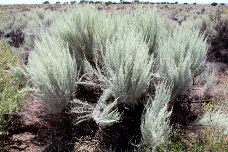 Sand sagebrush (Artemisia filifolia)