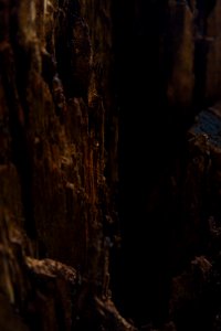 Tree wood, crevasse into the abyss