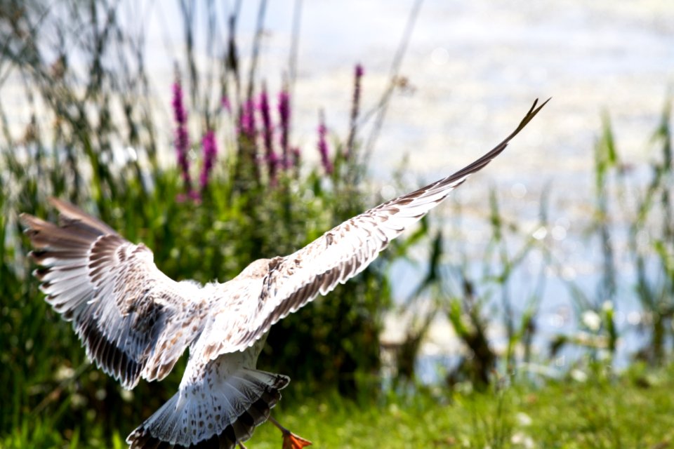 Seagull @ African Lion Safari