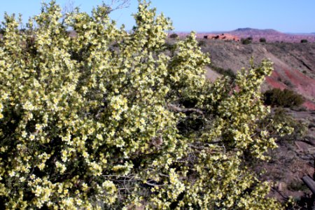 Stansbury cliffrose (Purshia stansburiana)