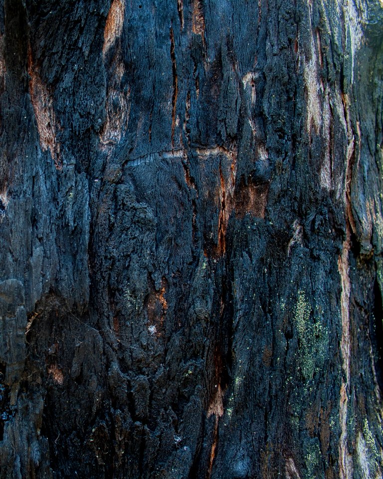 Tree bark texture, burnt
