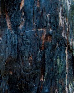 Tree bark texture, burnt