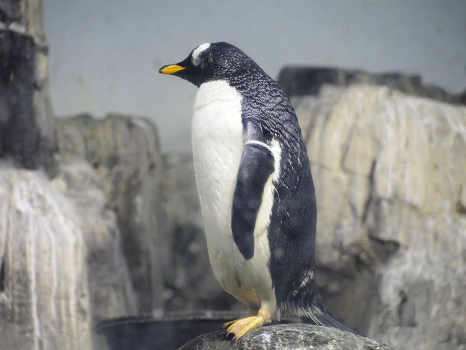 Penguins [4280007]