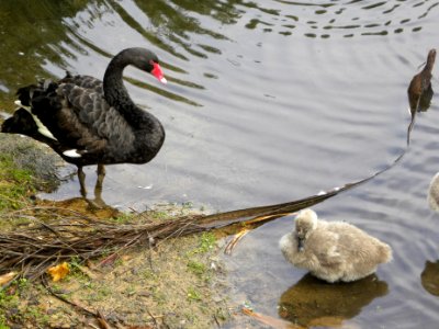 Black swan and cygnet (Cygnus atratus) photo