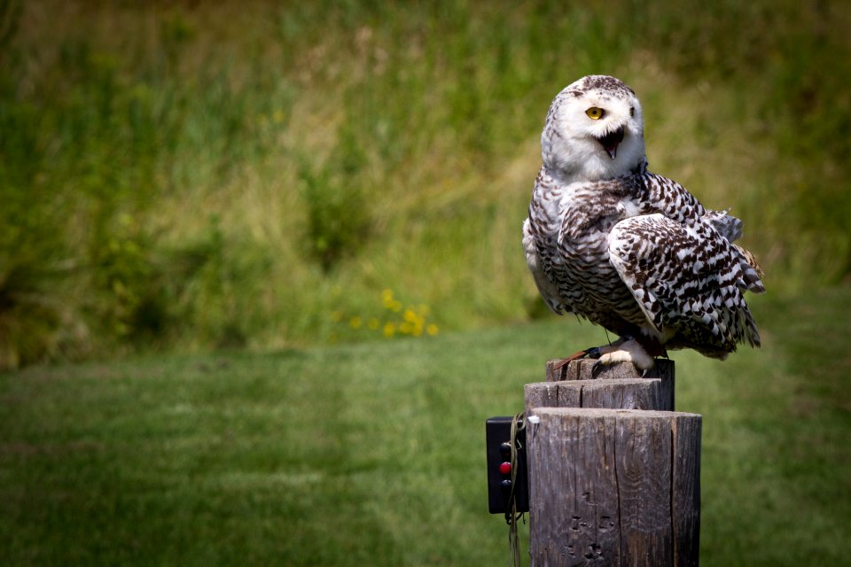Owl