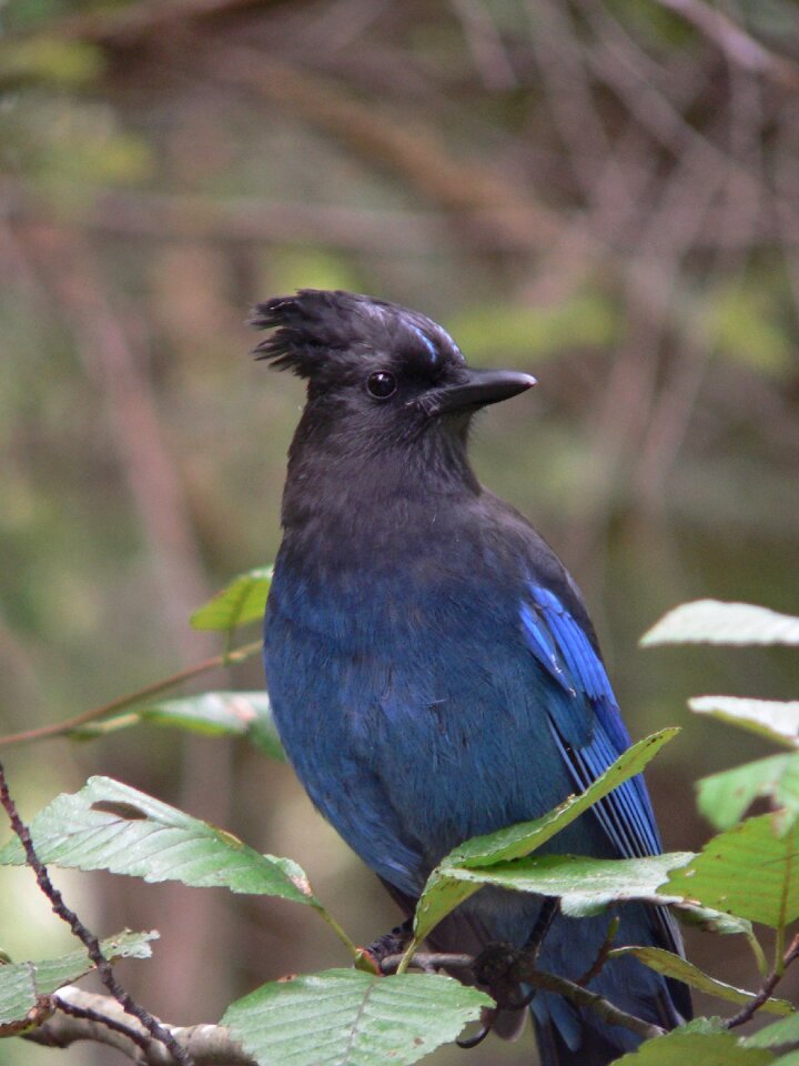 Blue jay canada cyanocitta cristata