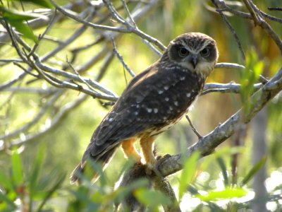Southern Boobook (ninox boobook) with breakfast rat