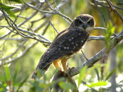 Southern Boobook (ninox boobook) with breakfast rat photo