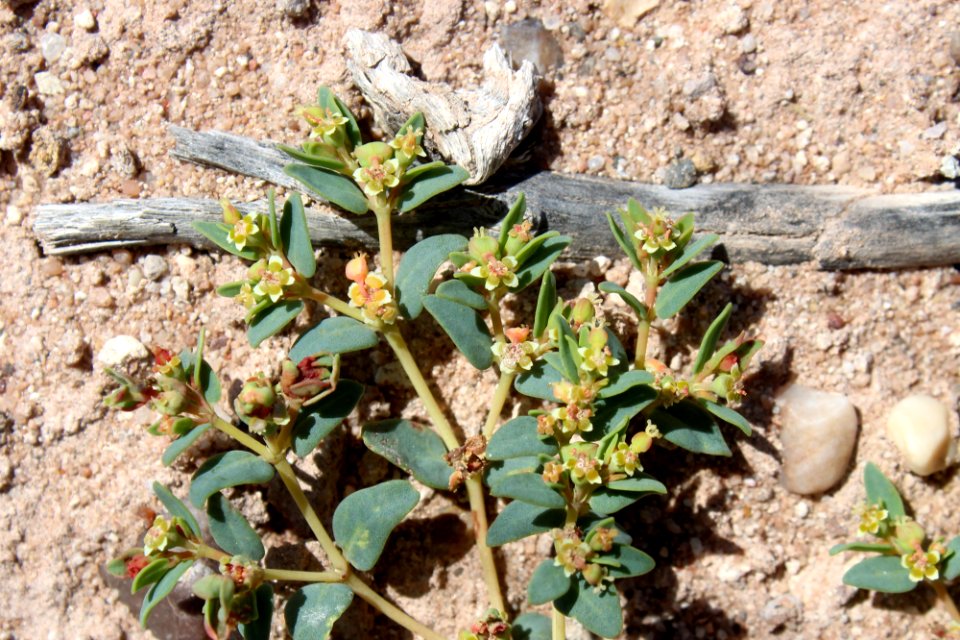 06-04-17 0240 Euphorbia fendleri