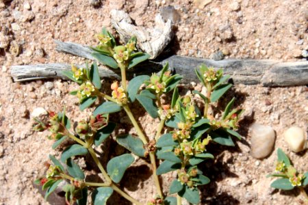 06-04-17 0240 Euphorbia fendleri