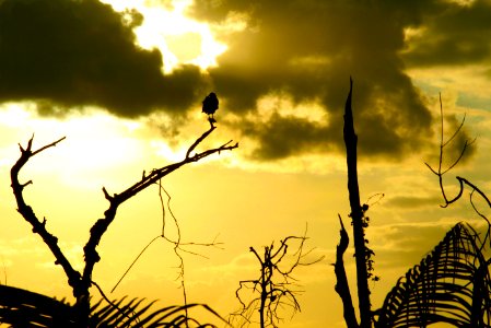 unter Geiern