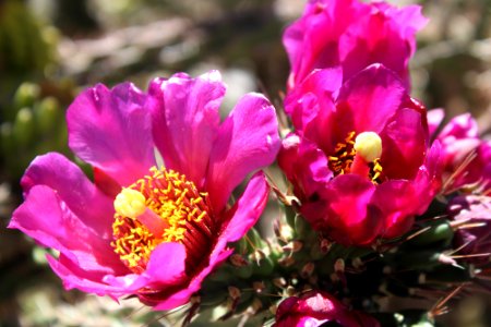 06-14-17 0705 Walkingstick cholla