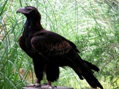 Wedge-tailed Eagle photo