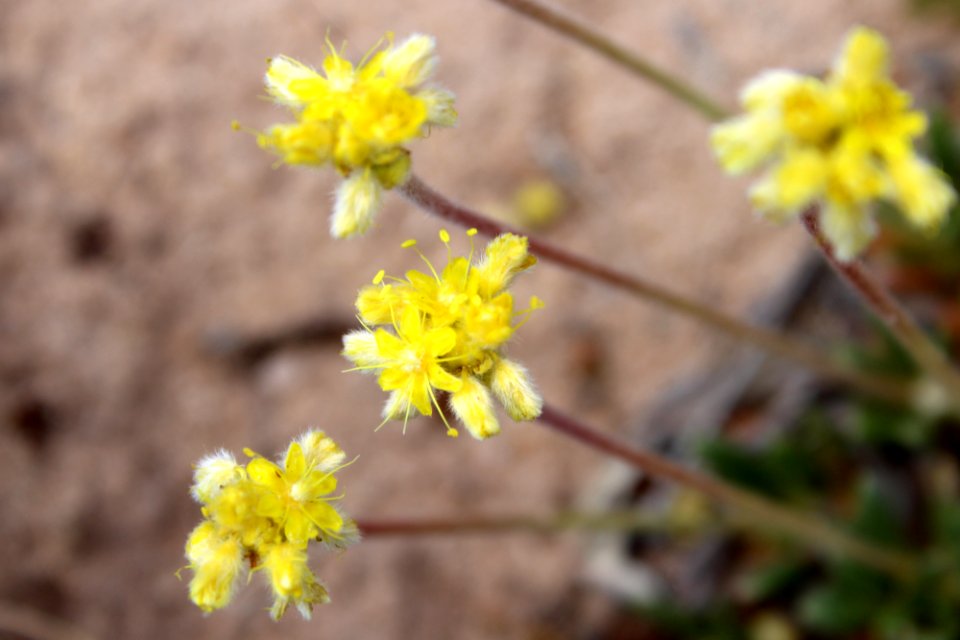Woolly cup buckwheat (Eriogonum lachnogynum)