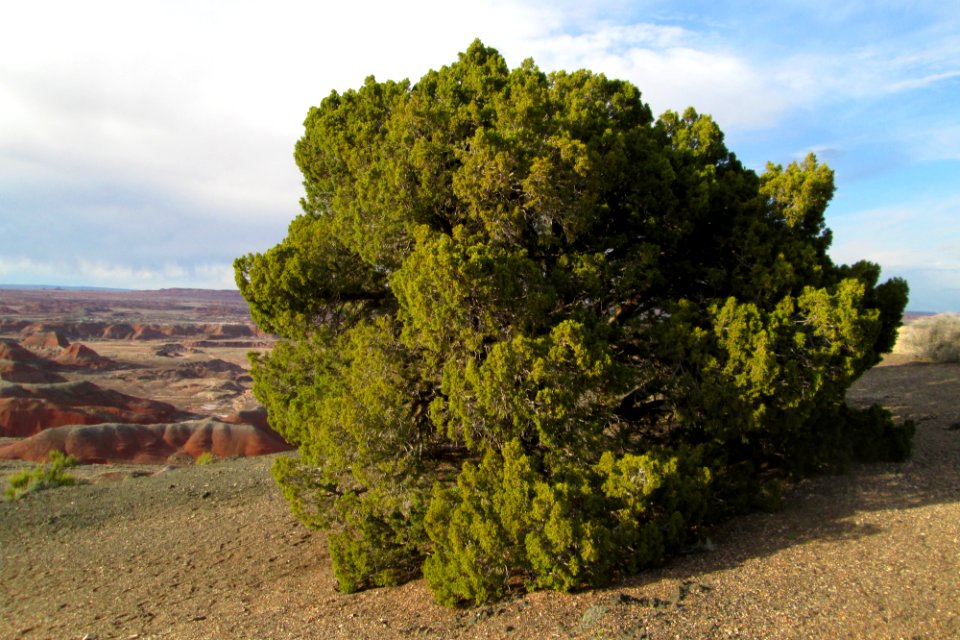 Juniper (Juniperus sp)