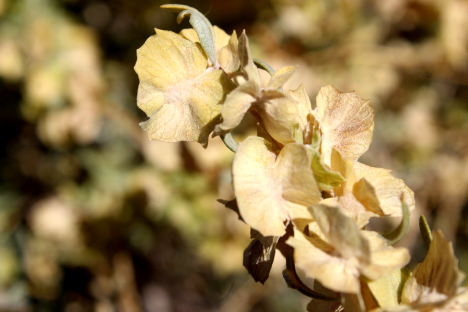 Four-wing saltbush closeup (Atriplex canescens)