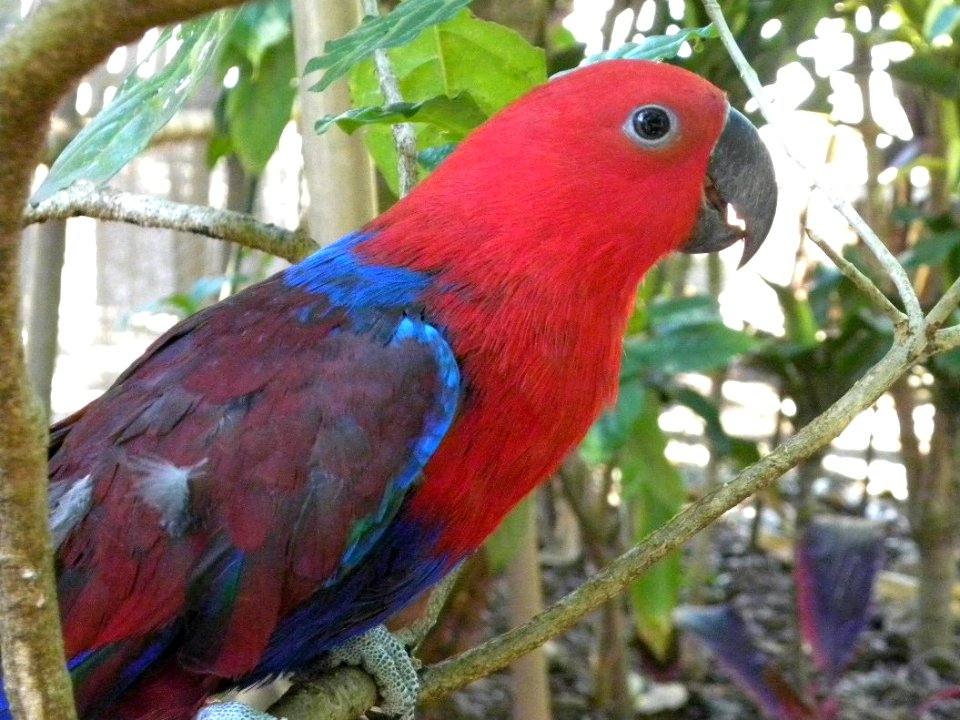 Eclectus Parrot (Eclectus roratus)