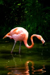 flamingo