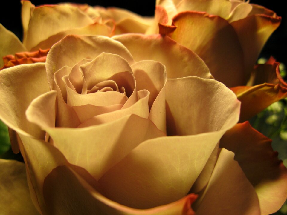 Close up flower romance